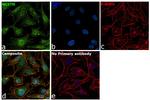 Nicastrin Antibody in Immunocytochemistry (ICC/IF)