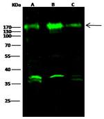 Nicastrin Antibody in Western Blot (WB)