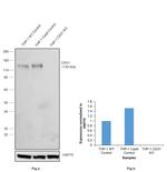 CD31 Antibody