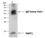 PHPT1 Antibody in Immunoprecipitation (IP)
