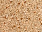 PRDX6 Antibody in Immunohistochemistry (Paraffin) (IHC (P))