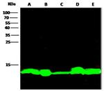 Thioredoxin 1 Antibody in Western Blot (WB)