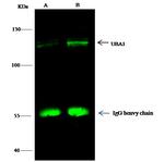 UBE1 Antibody in Immunoprecipitation (IP)