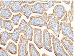 CD13 Antibody in Immunohistochemistry (Paraffin) (IHC (P))