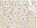 CD13 Antibody in Immunohistochemistry (Paraffin) (IHC (P))