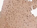 GFR alpha-1 Antibody in Immunohistochemistry (Paraffin) (IHC (P))