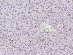 CD204 Antibody in Immunohistochemistry (Paraffin) (IHC (P))