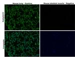 Podoplanin Antibody in Immunohistochemistry (Paraffin) (IHC (P))