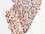 UCHL3 Antibody in Immunohistochemistry (Paraffin) (IHC (P))