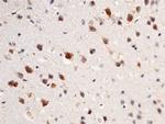 UCHL3 Antibody in Immunohistochemistry (Paraffin) (IHC (P))