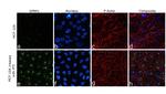 SFRP1 Antibody in Immunocytochemistry (ICC/IF)