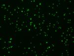 Syndecan 4 Antibody in Immunocytochemistry (ICC/IF)