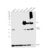 FABP7 Antibody in Western Blot (WB)