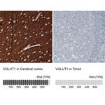 VGLUT1 Antibody