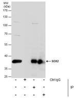 SOX2 Antibody in Immunoprecipitation (IP)