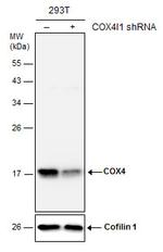 COX4 Antibody in Western Blot (WB)