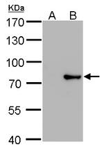 MX1 Antibody in Western Blot (WB)