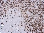 TDP-43 Antibody in Immunohistochemistry (Paraffin) (IHC (P))