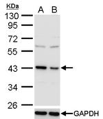 TDP-43 Antibody in Western Blot (WB)