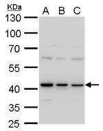 TDP-43 Antibody in Western Blot (WB)