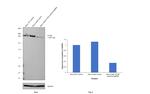 mTOR Antibody in Western Blot (WB)