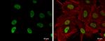 H3K9ac Antibody in Immunocytochemistry (ICC/IF)