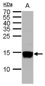 H3K36me2 Antibody in Western Blot (WB)