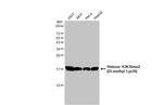 H3K36me2 Antibody in Western Blot (WB)