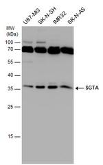 SGTA Antibody in Western Blot (WB)