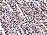 H2AK5ac Antibody in Immunohistochemistry (Paraffin) (IHC (P))