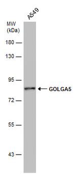 GOLGA5 Antibody in Western Blot (WB)