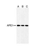 APE1 Antibody in Western Blot (WB)