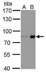 Nuclear Matrix Protein p84 Antibody in Western Blot (WB)