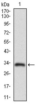 MRP4 Antibody in Western Blot (WB)