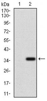 MRP4 Antibody in Western Blot (WB)