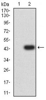 Arp3 Antibody in Western Blot (WB)