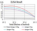 AFAP1L2 Antibody in ELISA (ELISA)