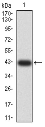 AFAP1L2 Antibody in Western Blot (WB)
