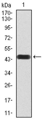 ATF3 Antibody in Western Blot (WB)