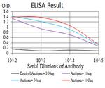 ATG13 Antibody in ELISA (ELISA)