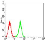 ATG2A Antibody in Immunocytochemistry (ICC/IF)