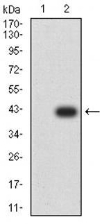 ATG2A Antibody in Western Blot (WB)