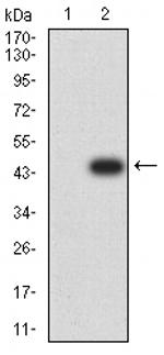 BCL11B Antibody in Western Blot (WB)