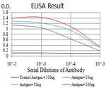 BRD2 Antibody in ELISA (ELISA)