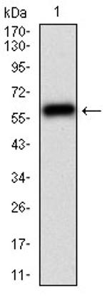 CaMKII gamma Antibody in Western Blot (WB)