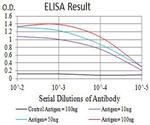 CHRNA2 Antibody in ELISA (ELISA)