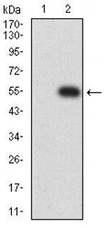 CHRNE Antibody in Western Blot (WB)