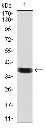 CIDEC Antibody in Western Blot (WB)