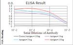 Emerin Antibody in ELISA (ELISA)