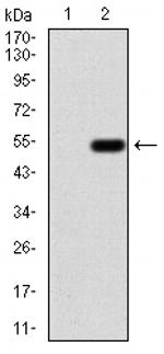 Emerin Antibody in Western Blot (WB)